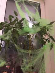 Паутина зеленая с пауками